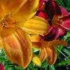 curiousdaylily